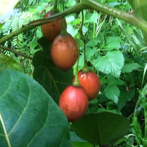 Atitlan Organics