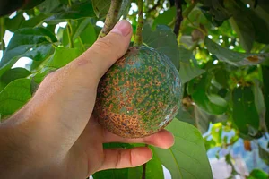 Atitlan Organics