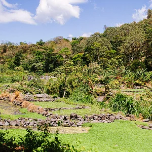 Atitlan Organics