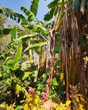 Atitlan Organics