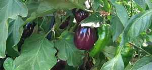 Silver Springs Hops & Permaculture Farm