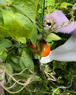 Tomatoes.