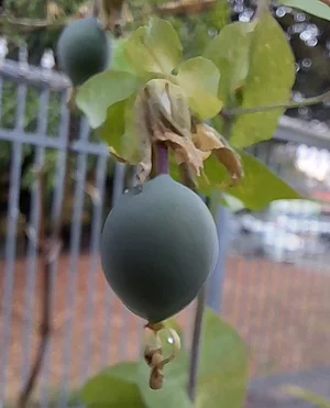 Passion fruit