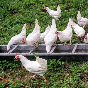 Free-range chicken farming