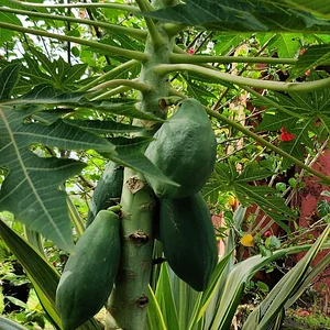 The Odd Gumnut
