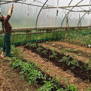 Sowing our tomatoes