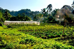 Vegetable garden
