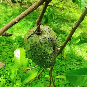 Graviola (Annona muricata) cultivada em sistema agroecológico de produção