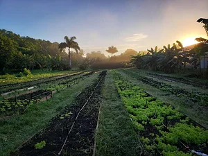 Taino Farm