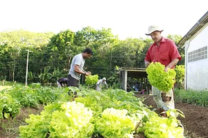 Projeto Educação Alimentar