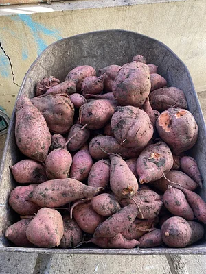 Taino Farm