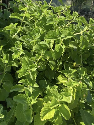 Taino Farm
