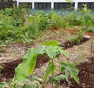 Cultivaço em Caraguatatuba
