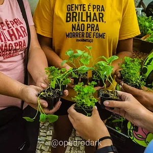 Alimentos e mudinhas