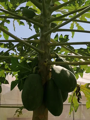 Taino Farm