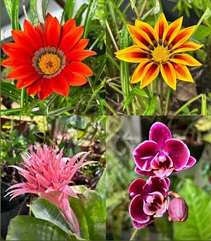 Some of the many flowers in our garden