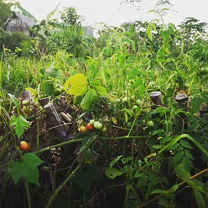 Soberania Alimentaria