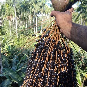 Fruto da Juçara