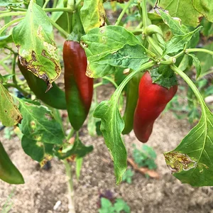 Taino Farm