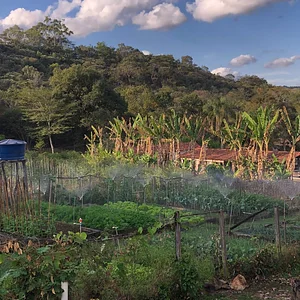 Agrofloresta