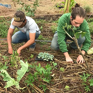 Manhã dedica à plantar as mudas