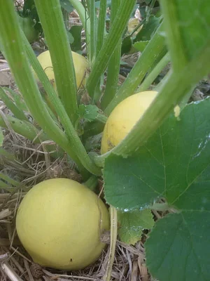 Permaculture à la ferme Dar Slaouia