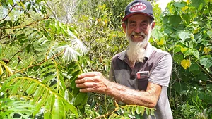 Plantas nativas