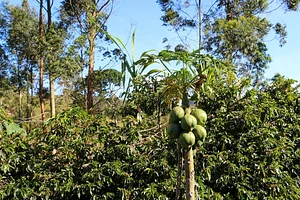 Intercâmbio agroecológico na comunidade de Fortaleza