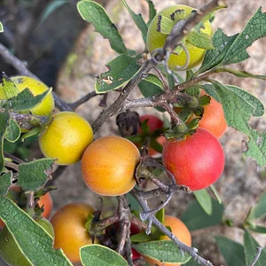 Nkwe Agroforestry