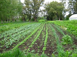 Asociación Instituto De Investigación Y Aplicación En Diseño Y Manejo De Agroecosistemas