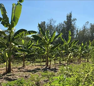 Agrofloresta