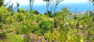 Agroforesterie tropicale Réunion