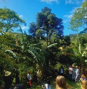 Vivência em Agroflorestas