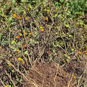 Nkwe Agroforestry