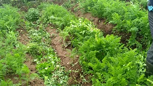 Elvekas Microgreen Garden