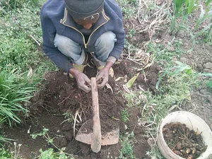 Turmeric Harvest on 27022023