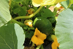 CEDASB - Centro de Convivência e Desenvolvimento Agroecológico do Sudoeste da Bahia