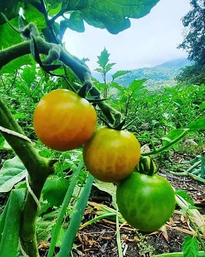 Permaculture à L'Ortu Muntagnolu