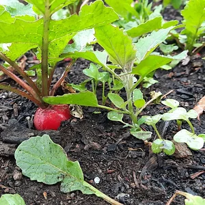 Permaculture à L'Ortu Muntagnolu