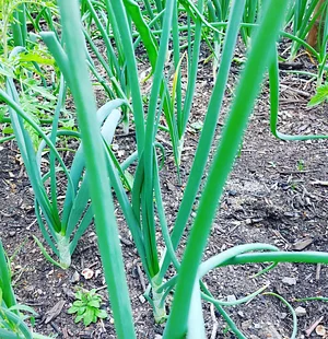 Permaculture à L'Ortu Muntagnolu
