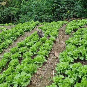 Farm Iley Harvesters