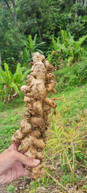 Permaculture at Farm Iley Harvesters