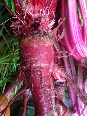 Permaculture à la ferme Dar Slaouia