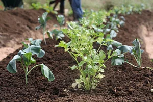 Kasamatsu Farms
