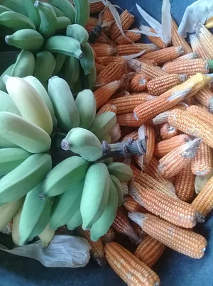 Colheita de banana e milho