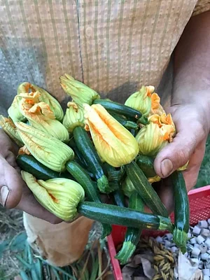 Kasamatsu Farms