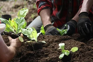 Kasamatsu Farms
