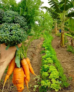 Horta orgânica em SAF experimental no assentamento Milton Santos