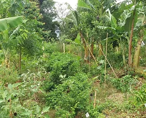Vivências do Núcleo de Agroecologia Nheengatu