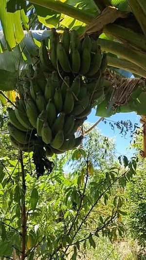 Sítio Agroflorestal Jardim das Acácias